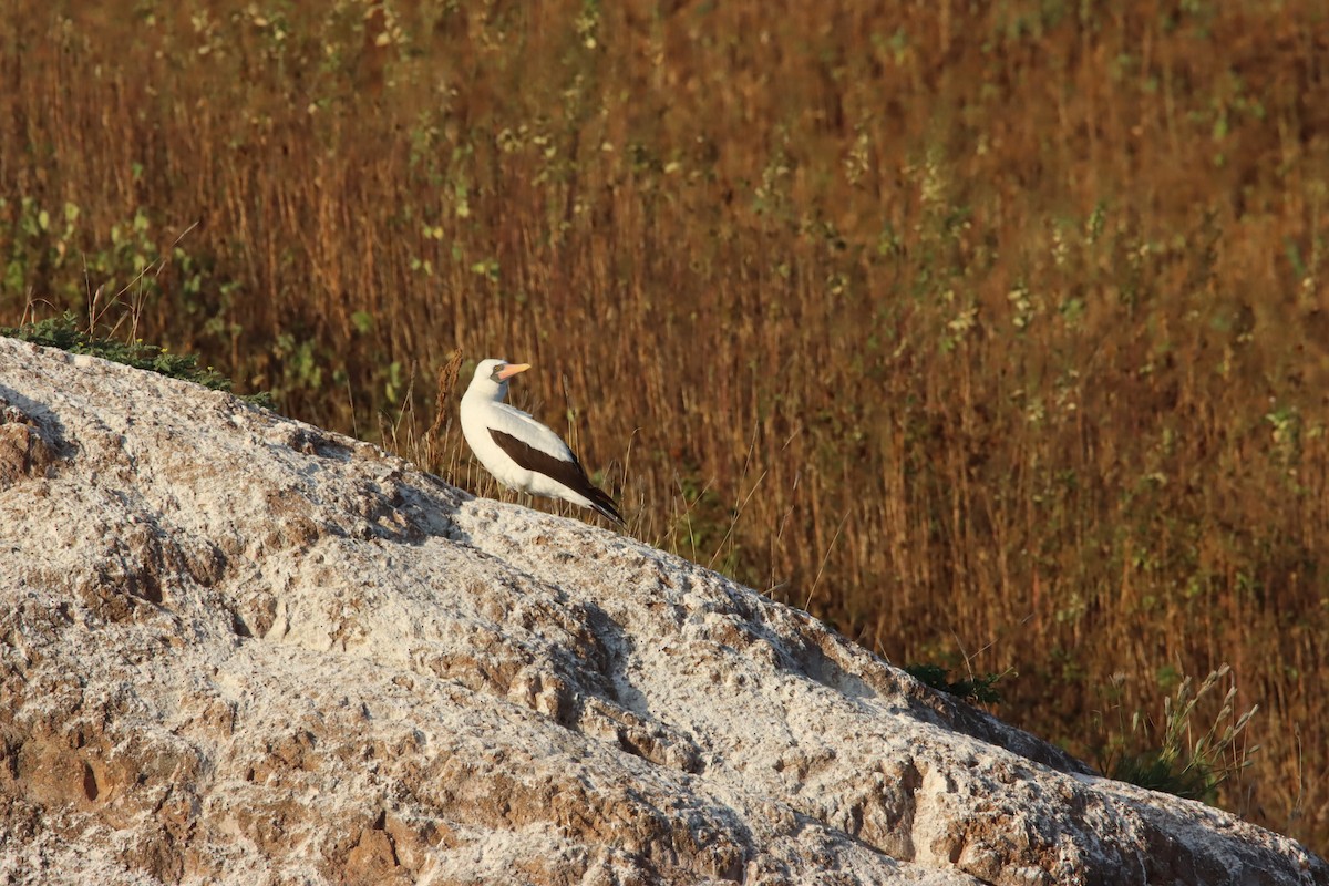Nazca Booby - ML645971843