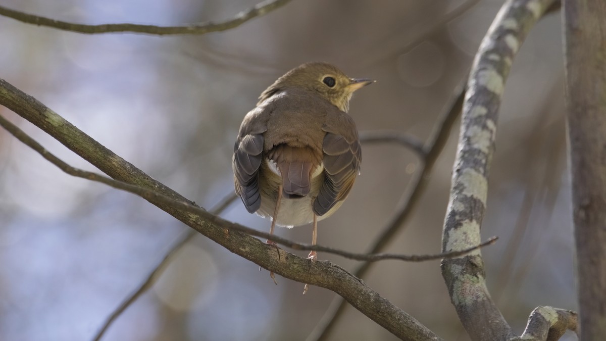 Hermit Thrush - ML645971844