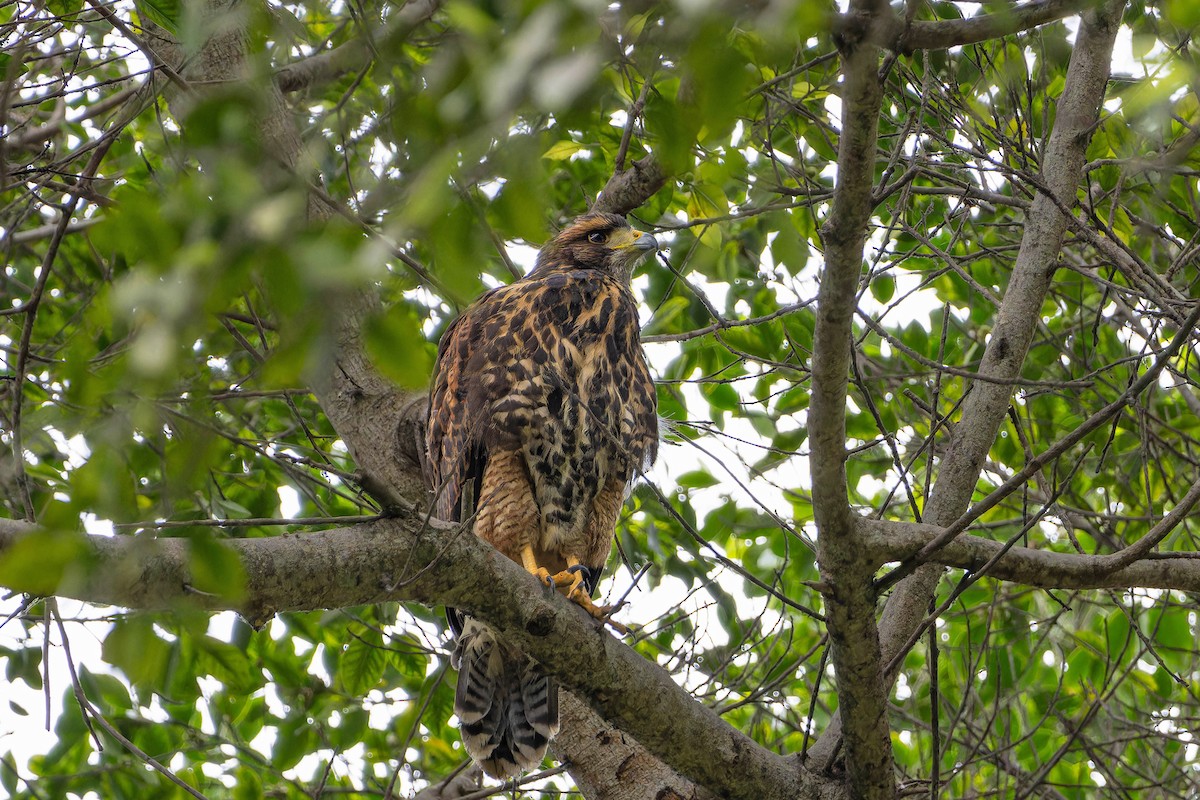 Harris's Hawk - ML645971846
