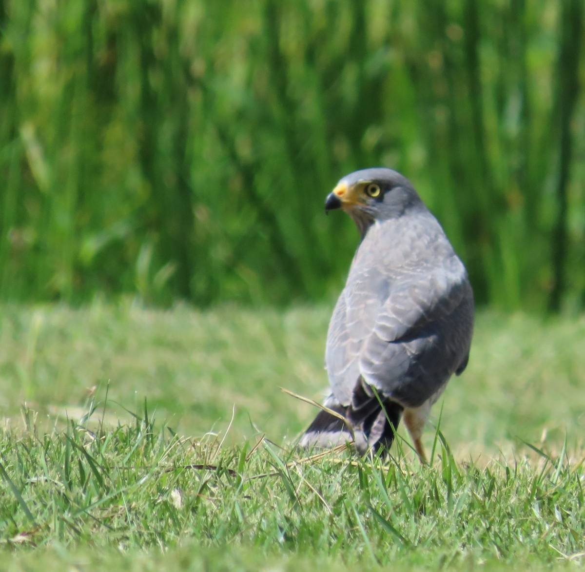 káně krahujová - ML645971847