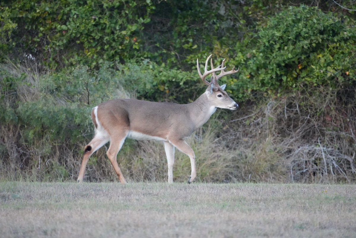 Animals - ML645971852