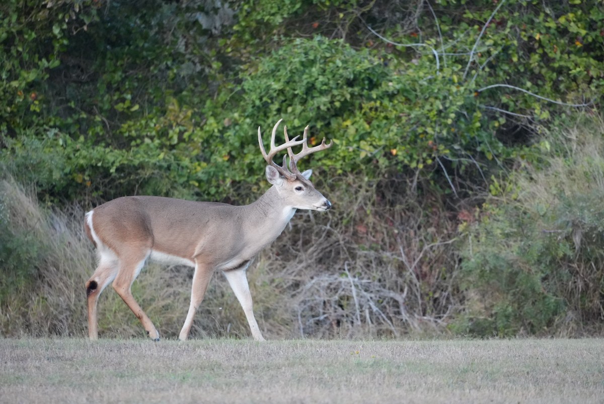 Animals - ML645971853