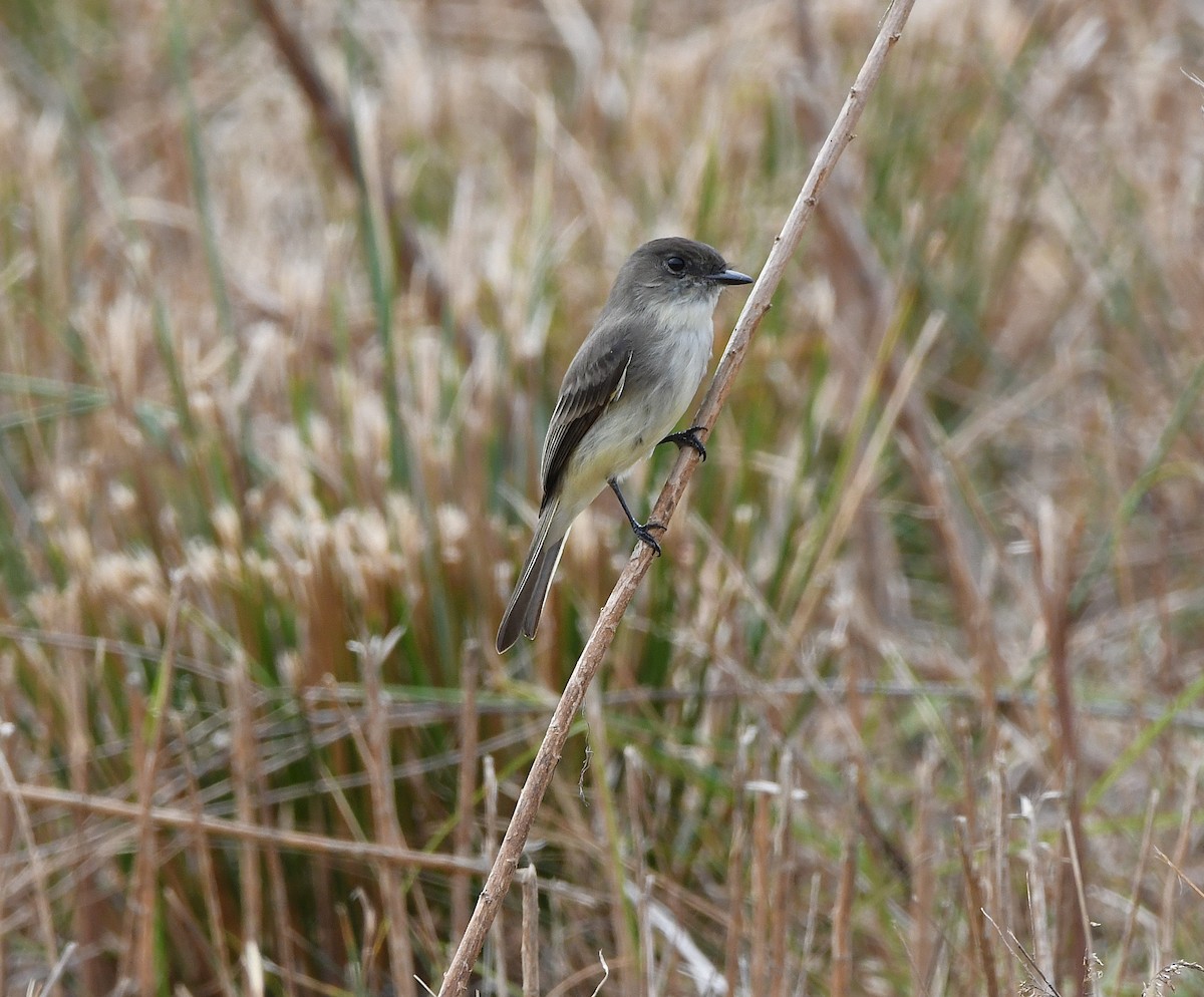 Eastern Phoebe - ML645971856