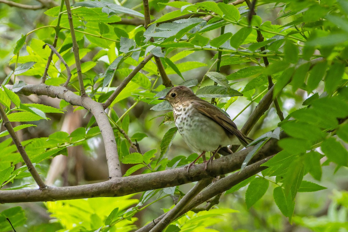 Zorzalito de Swainson - ML645971857