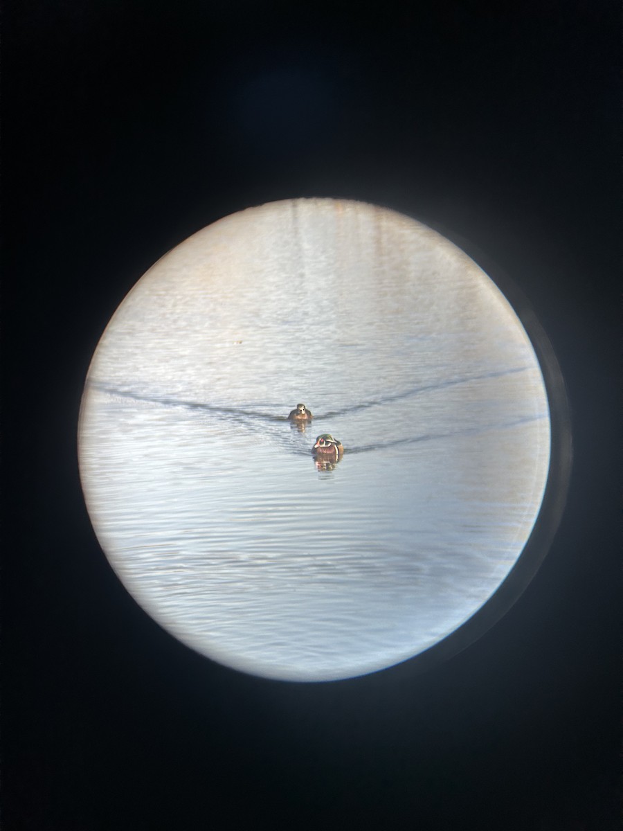 kachnička karolínská - ML645971858