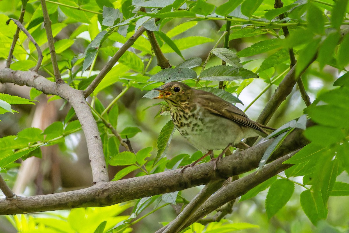 Zorzalito de Swainson - ML645971864