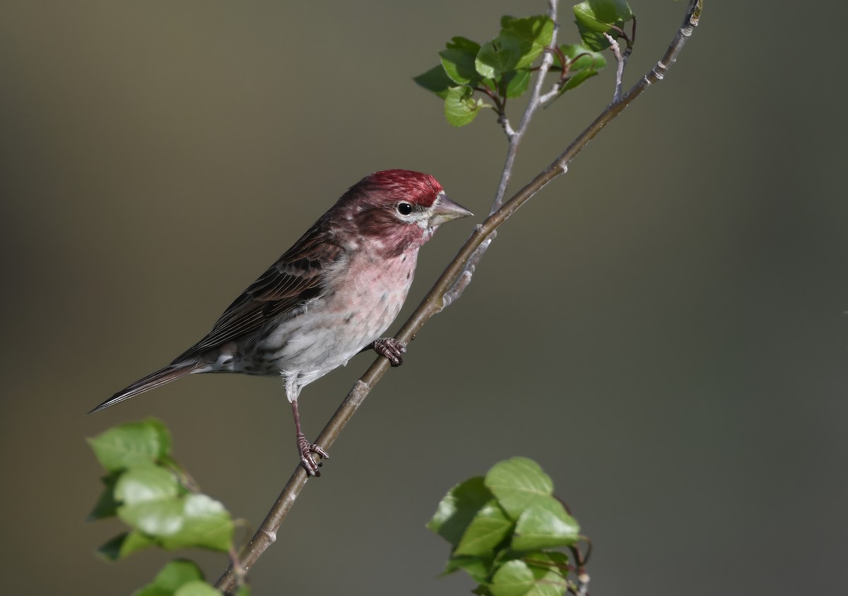Cassin's Finch - ML645971865