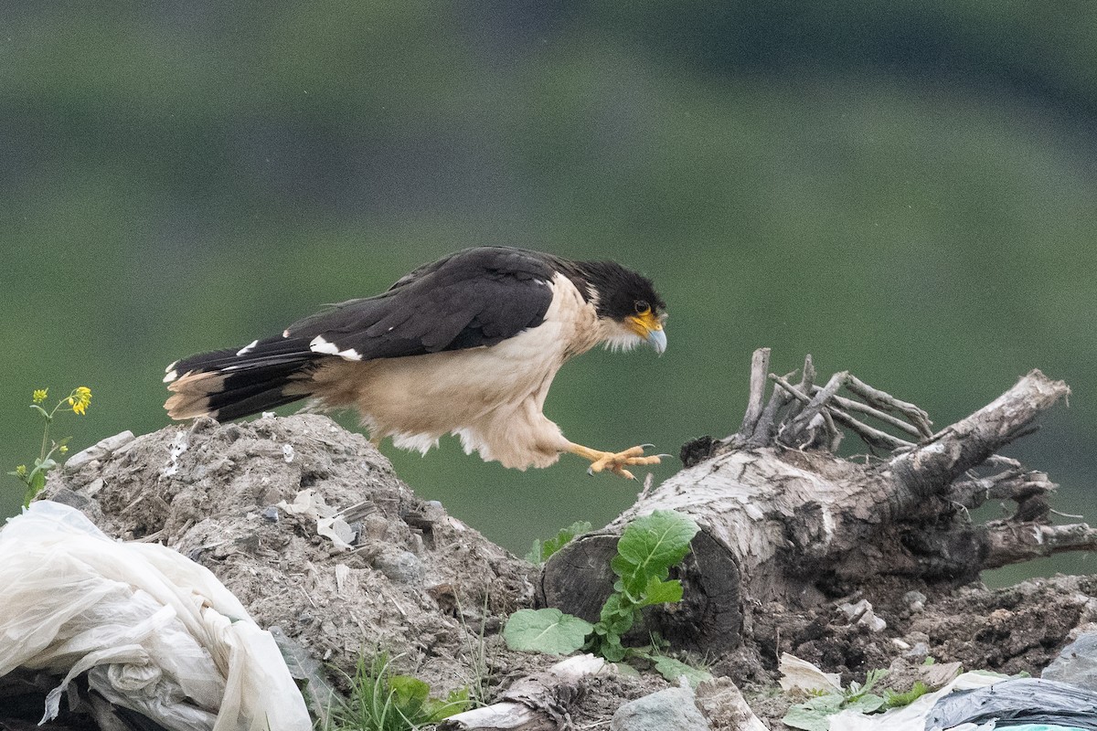 White-throated Caracara - ML645971875