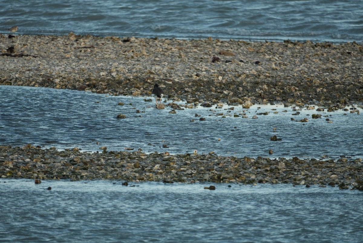 American Oystercatcher - ML645971885