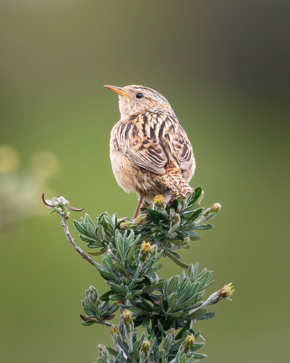 Pampazaunkönig - ML645971886