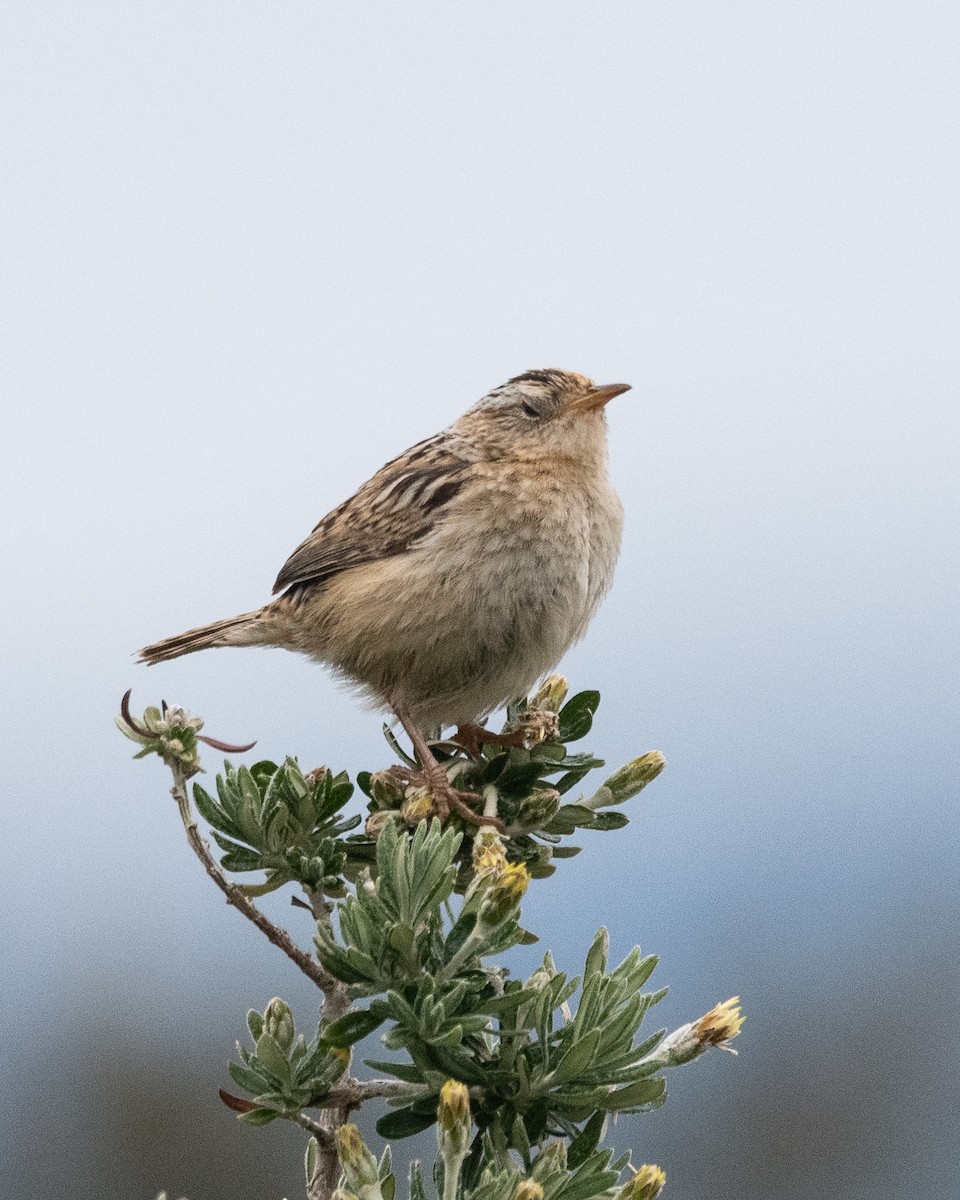 Pampazaunkönig - ML645971887