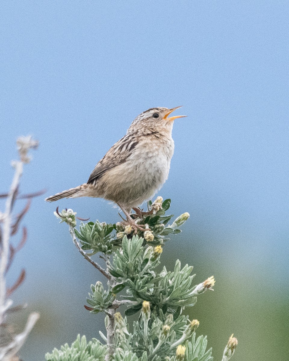 Pampazaunkönig - ML645971888