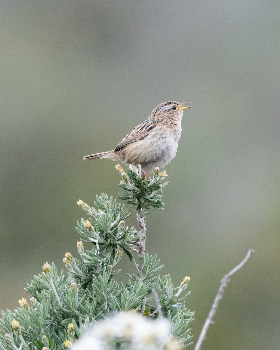 Pampazaunkönig - ML645971889