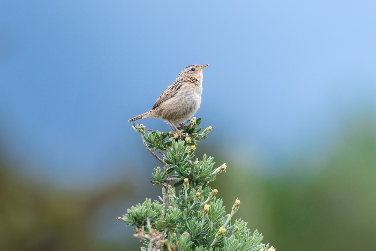 Pampazaunkönig - ML645971890