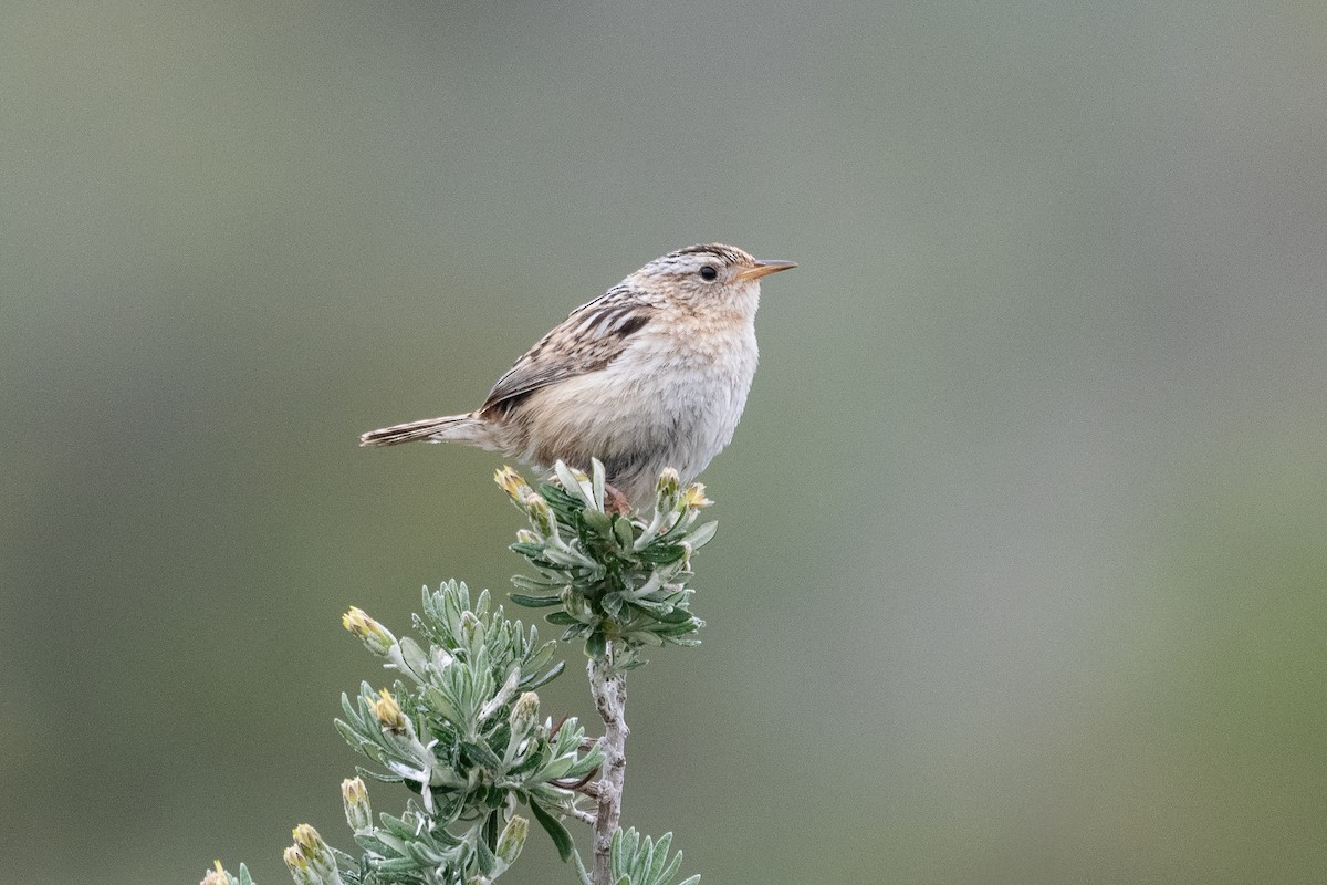 Pampazaunkönig - ML645971893