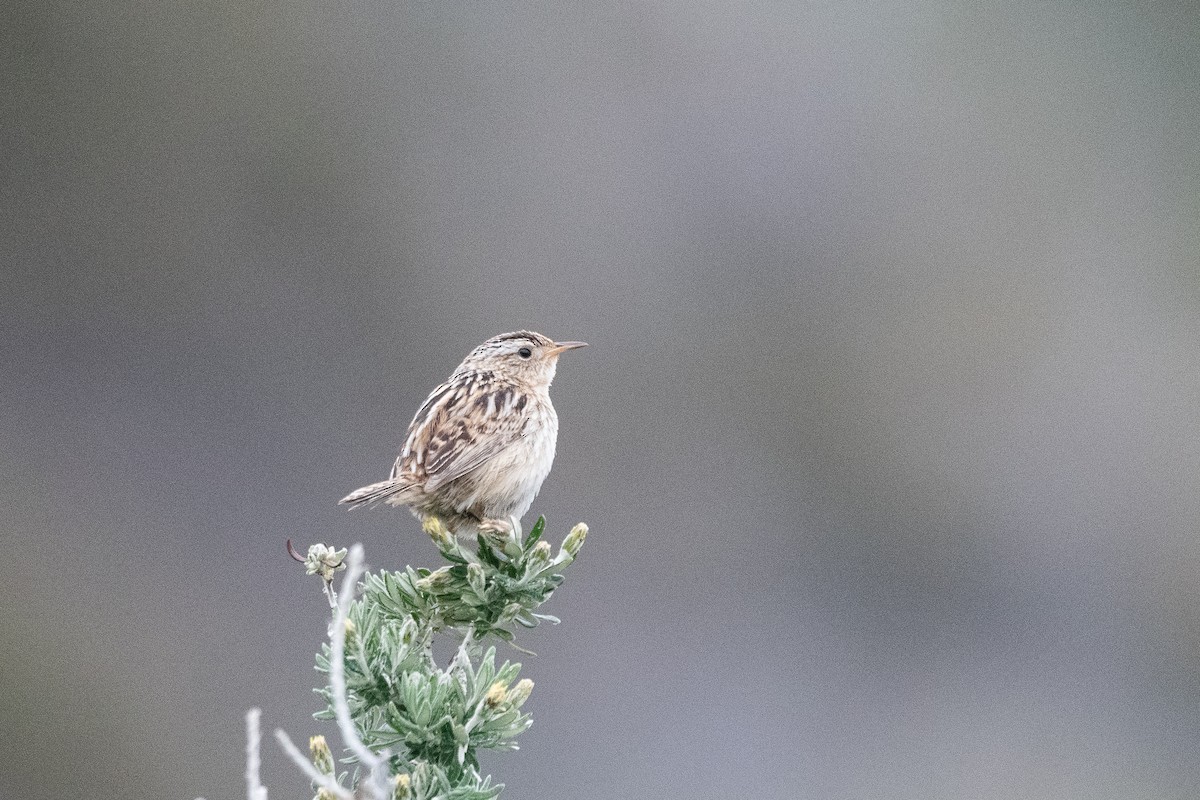 Pampazaunkönig - ML645971895