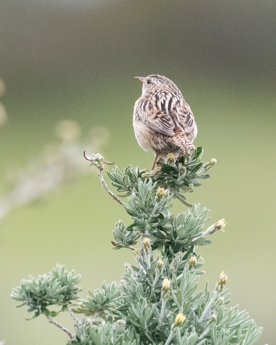 Pampazaunkönig - ML645971896