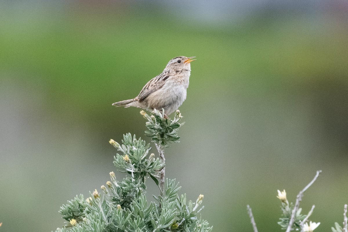 Pampazaunkönig - ML645971897