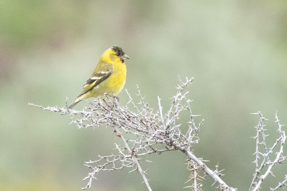 Black-chinned Siskin - ML645971918