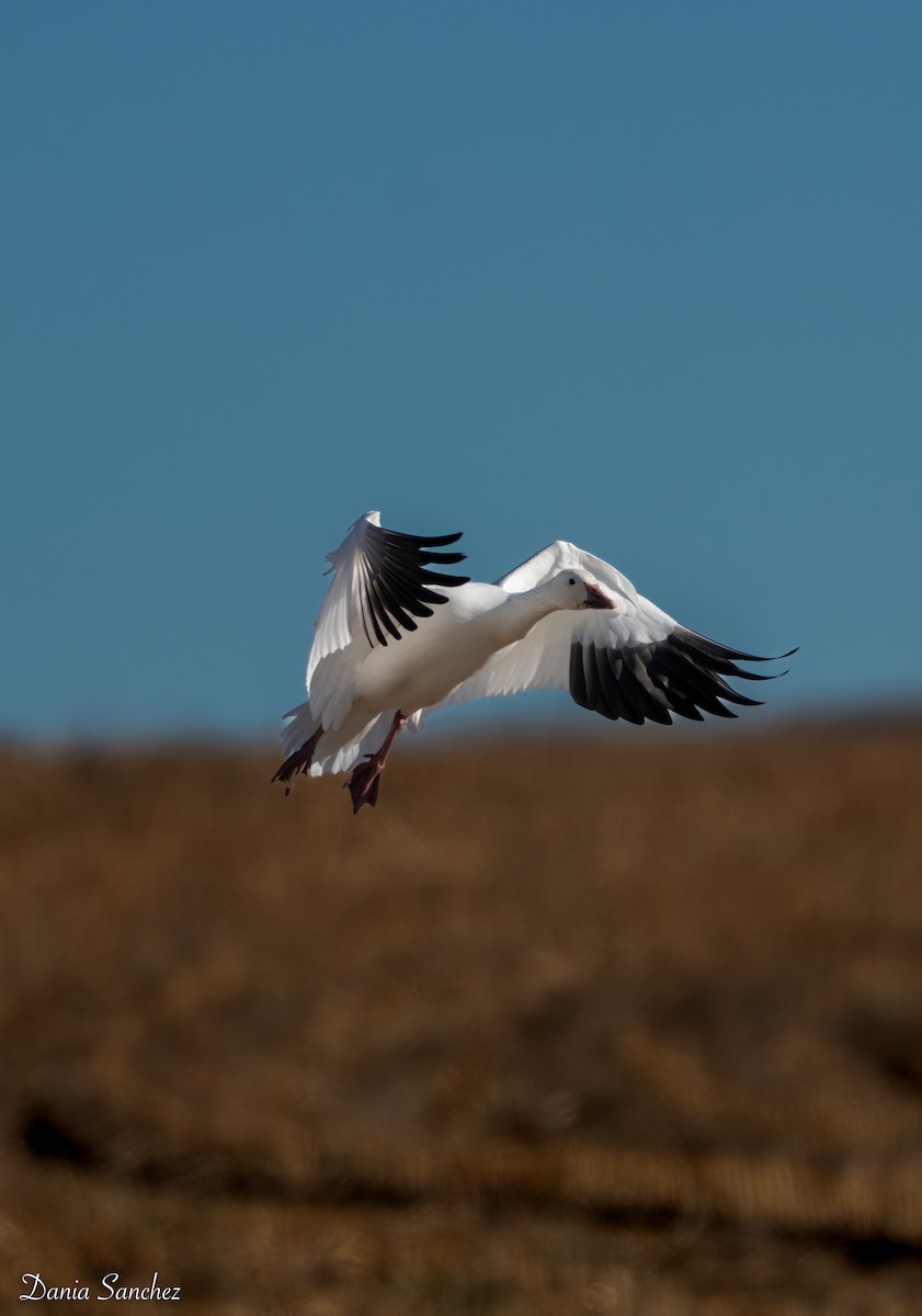 Snow Goose - ML645971920