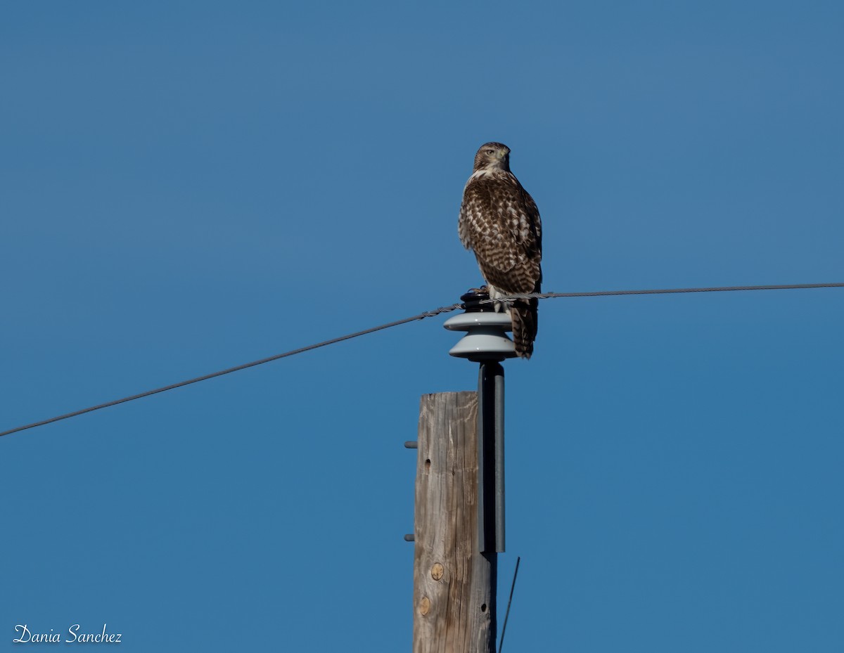 Red-tailed Hawk - ML645971930