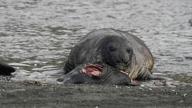 Southern Elephant Seal - ML645971932