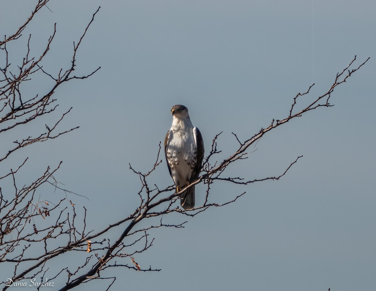 Ferruginous Hawk - ML645971935