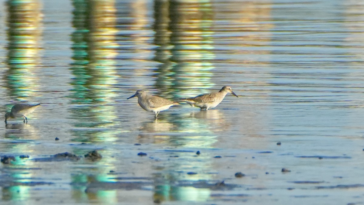 jespák rezavý - ML645971940