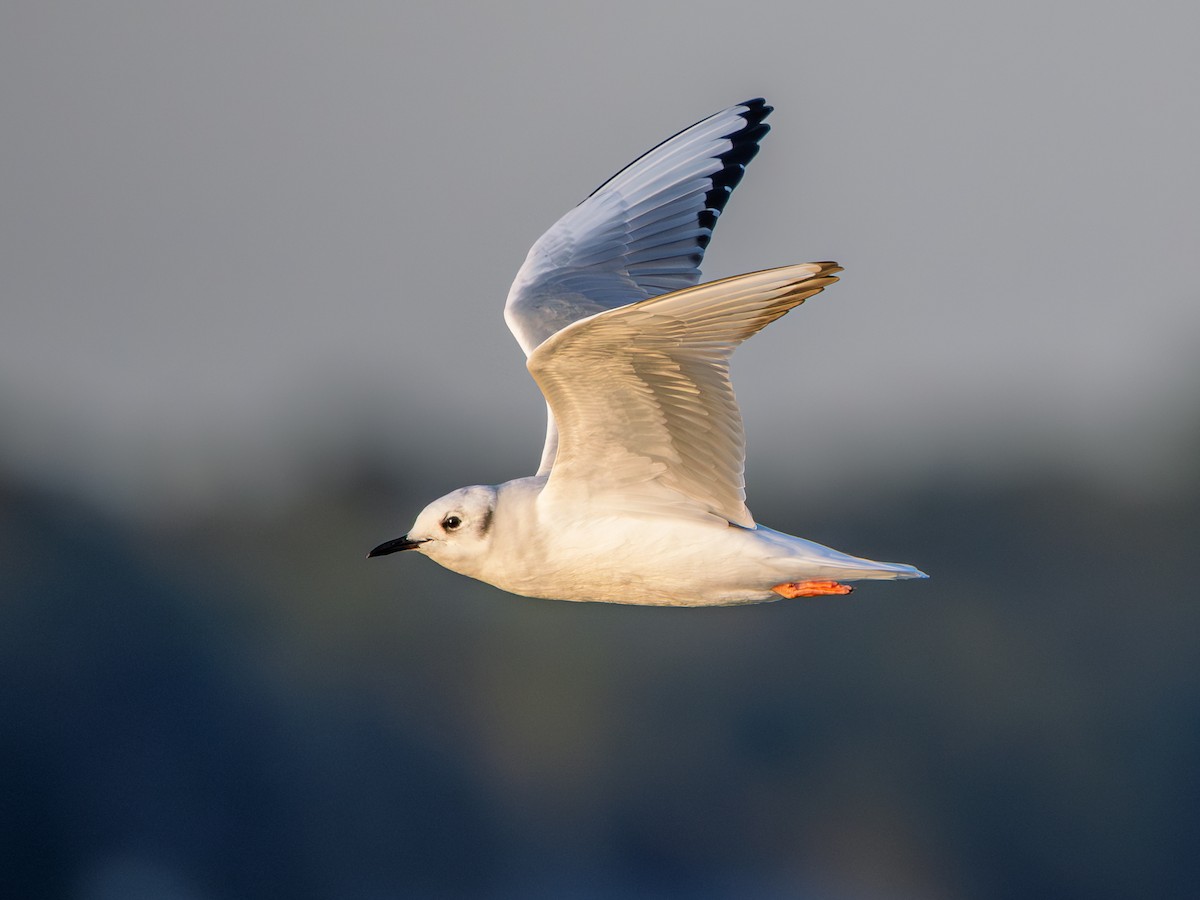 racek Bonapartův - ML645971941