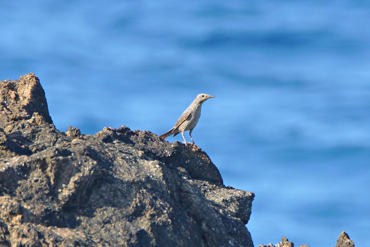 Blue Rock-Thrush - ML645971943