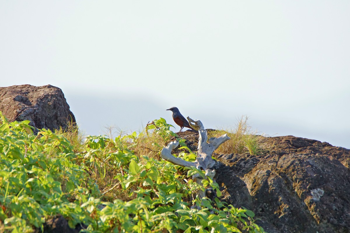 Blue Rock-Thrush - ML645971944