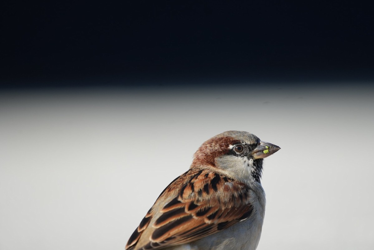 דרור הבית - ML645971945