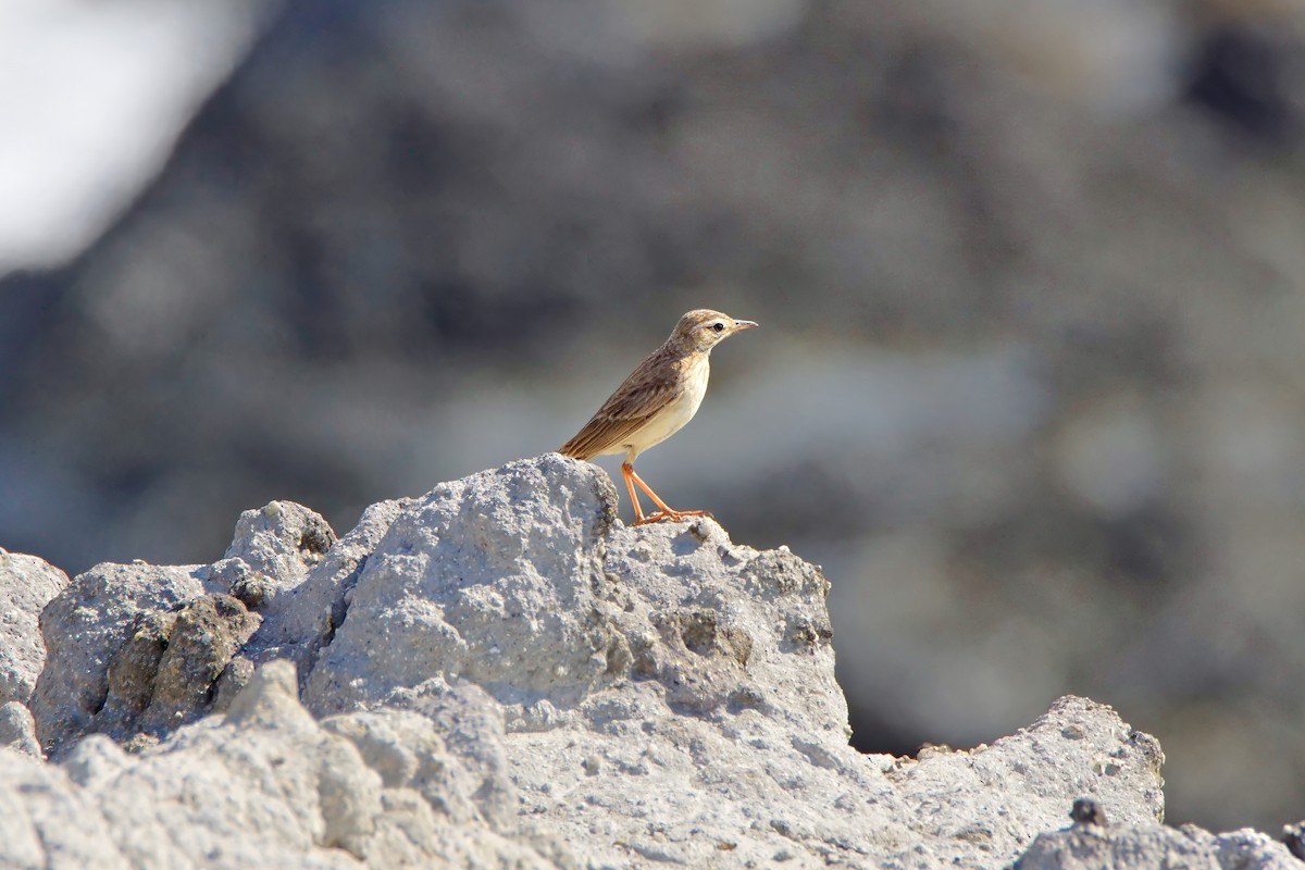 Paddyfield Pipit - ML645971951