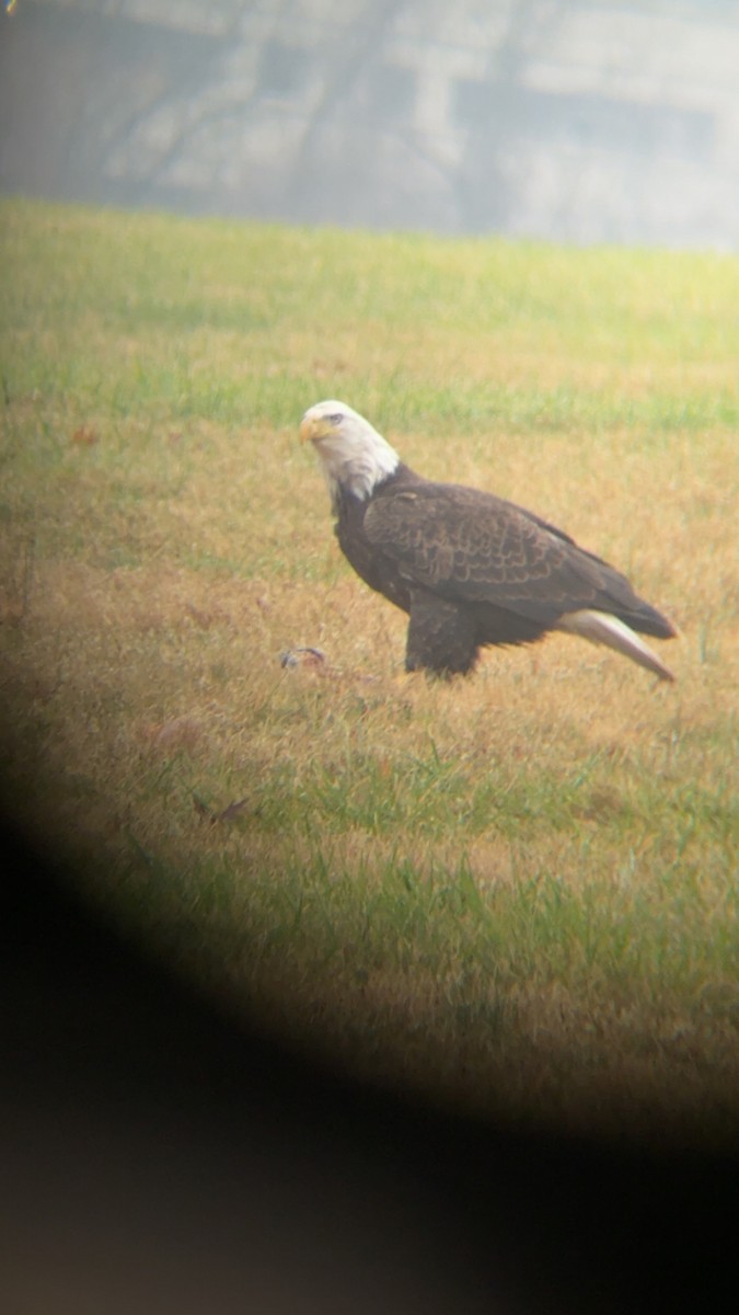 Pygargue à tête blanche - ML645971953
