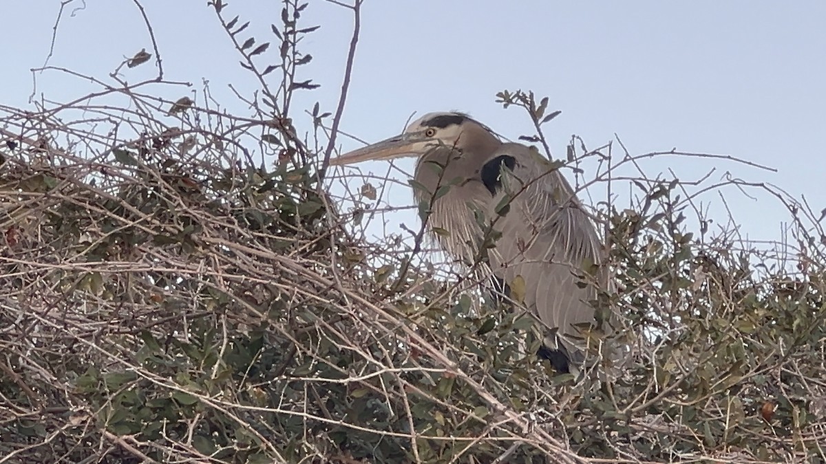 Great Blue Heron - ML645971955