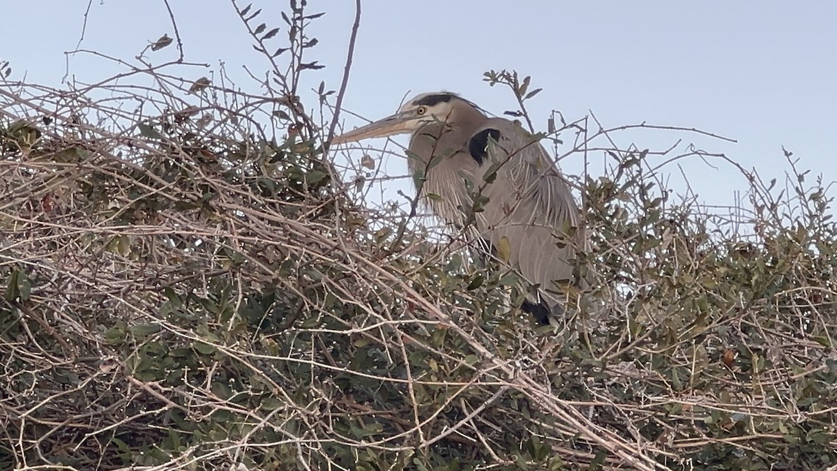 Great Blue Heron - ML645971956