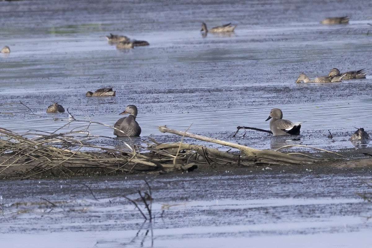 Бор нугас - ML645971961