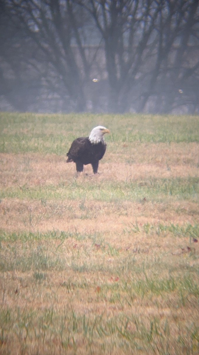 Pygargue à tête blanche - ML645971962
