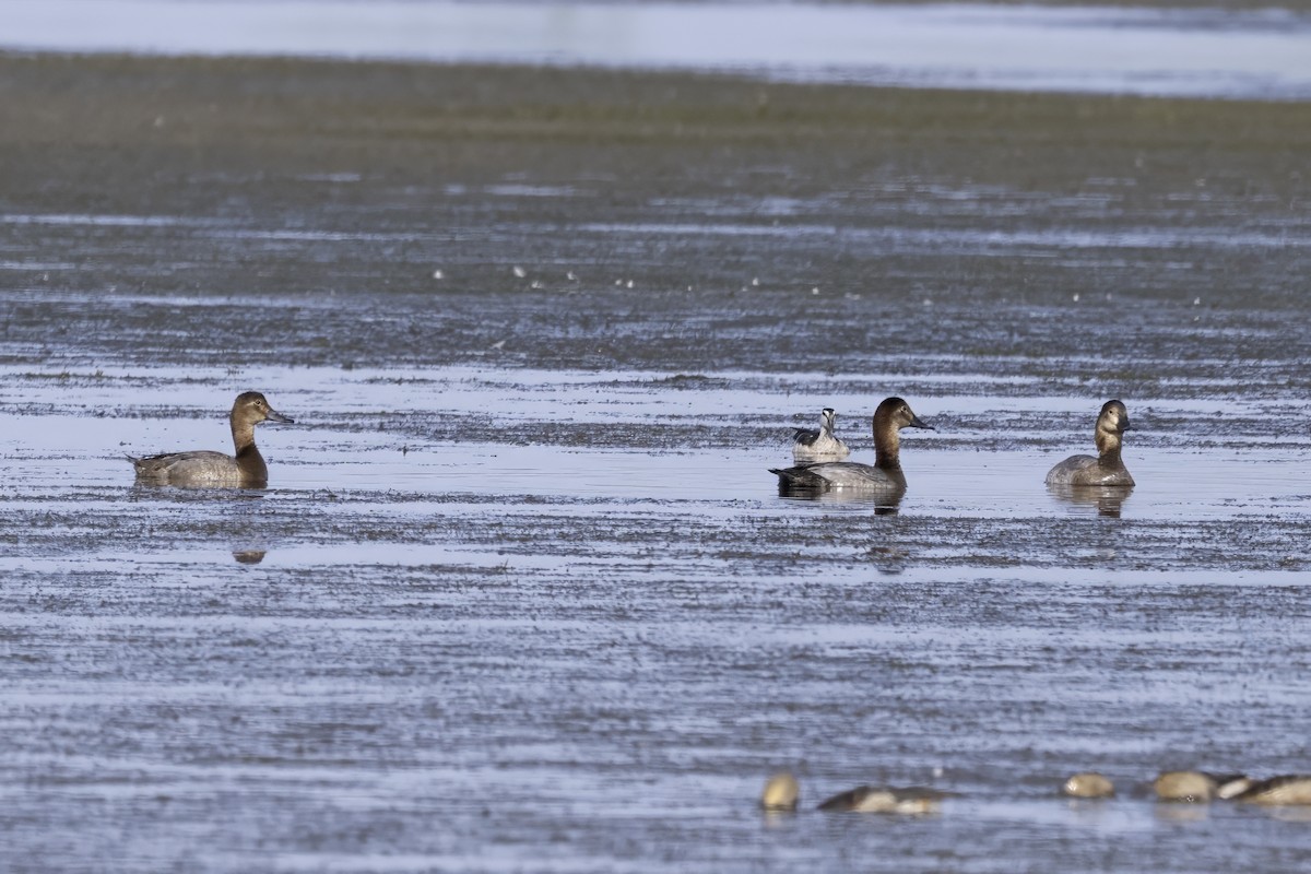 Улаан хүзүүт шумбуур - ML645971984