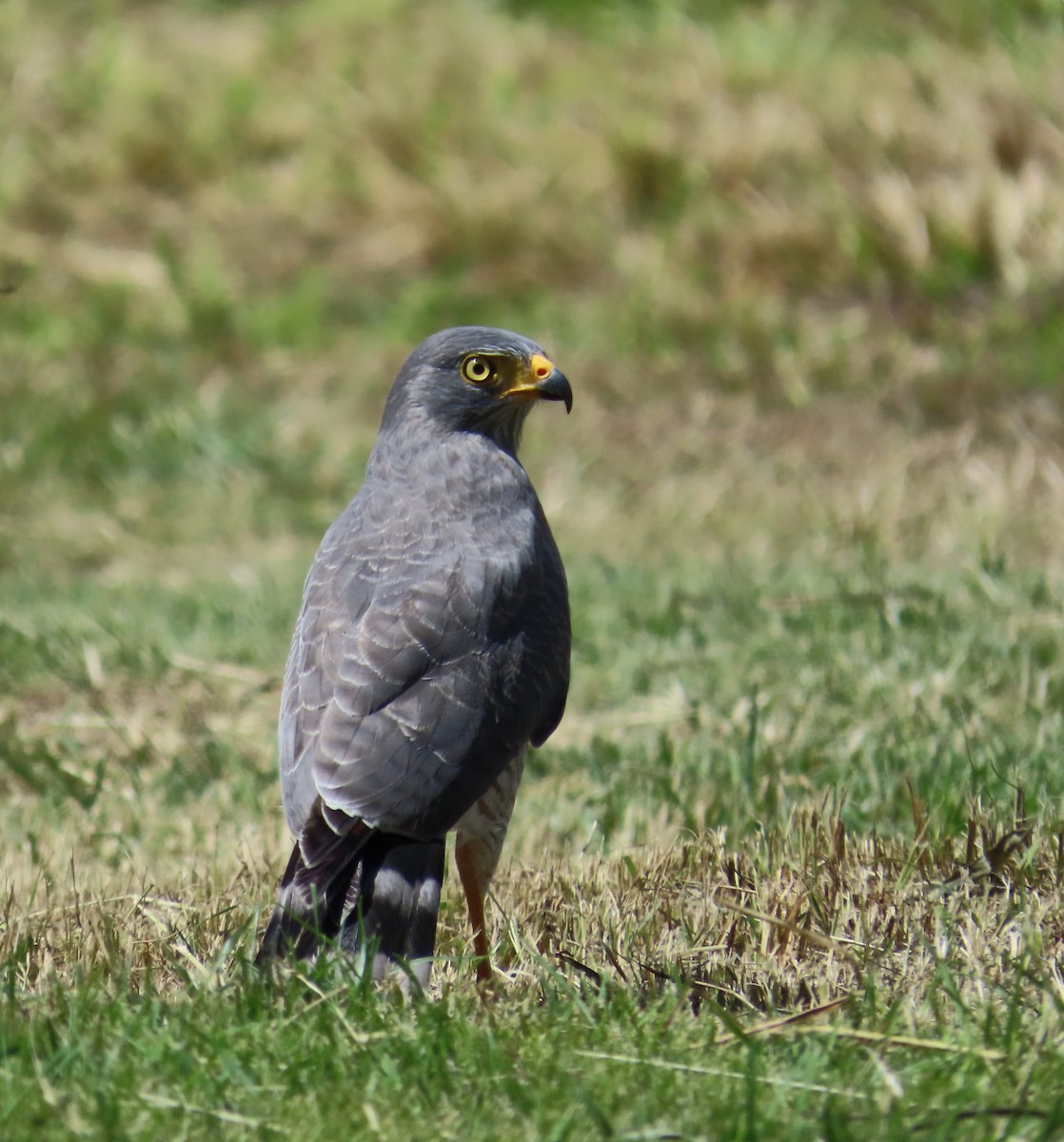 káně krahujová - ML645971985