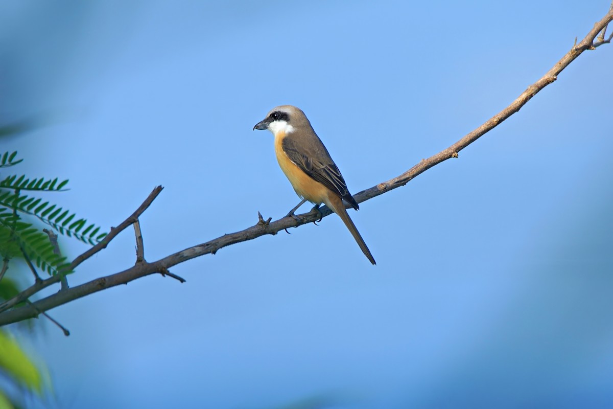 Brown Shrike - ML645971990