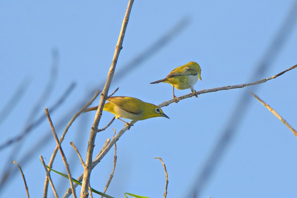 Lowland White-eye - ML645971996