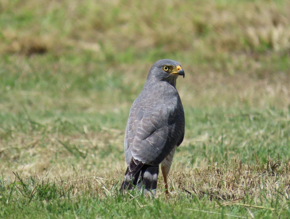 káně krahujová - ML645972004