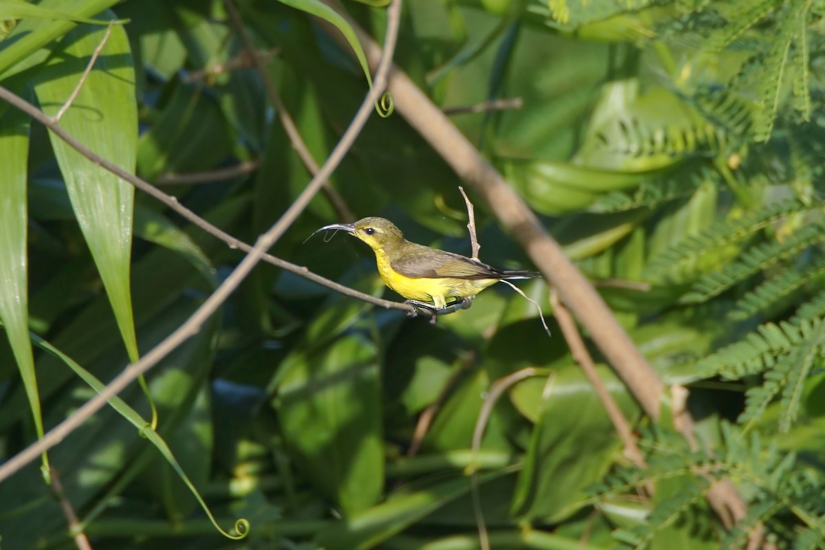 Garden Sunbird - ML645972006