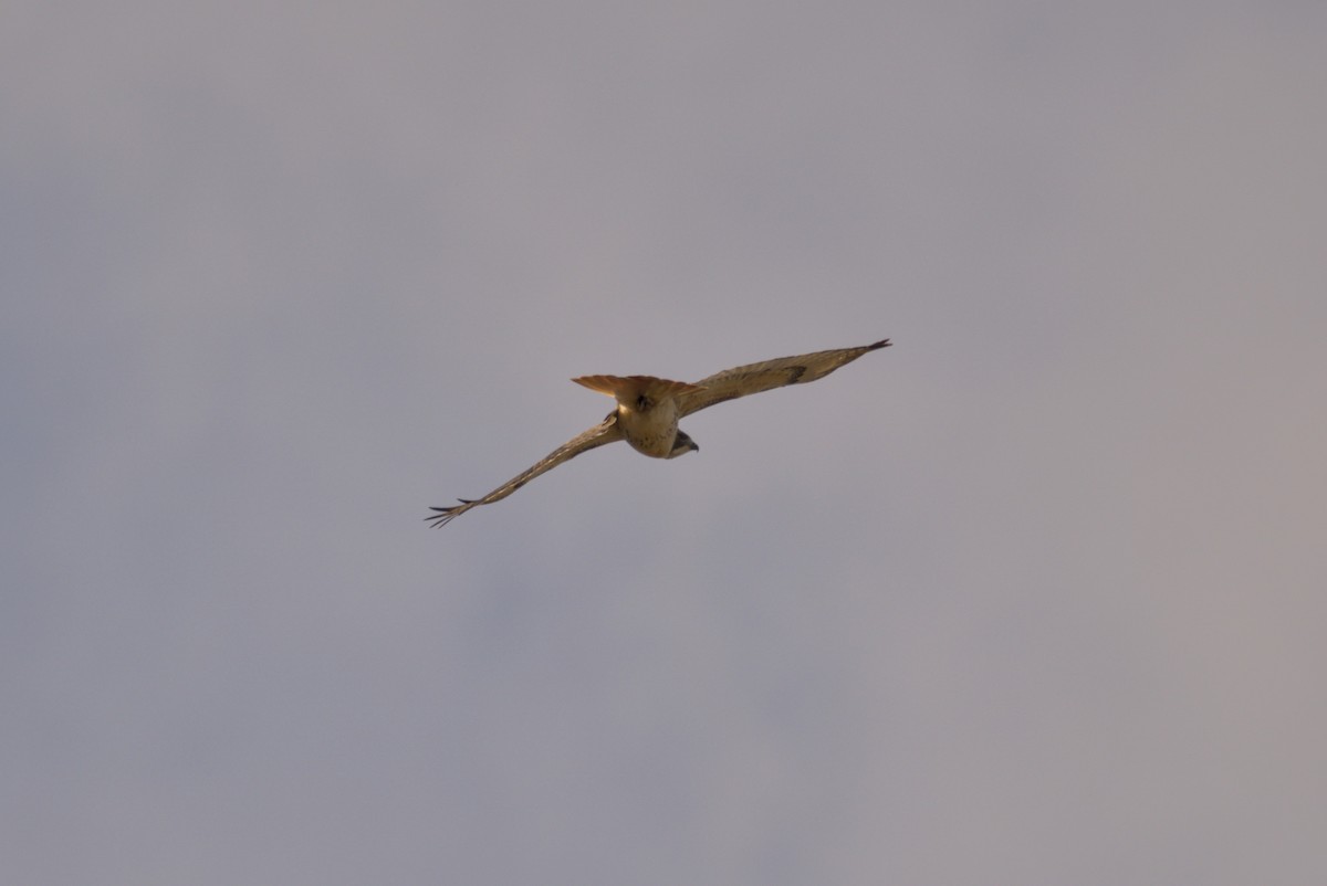 Red-tailed Hawk - ML645972008