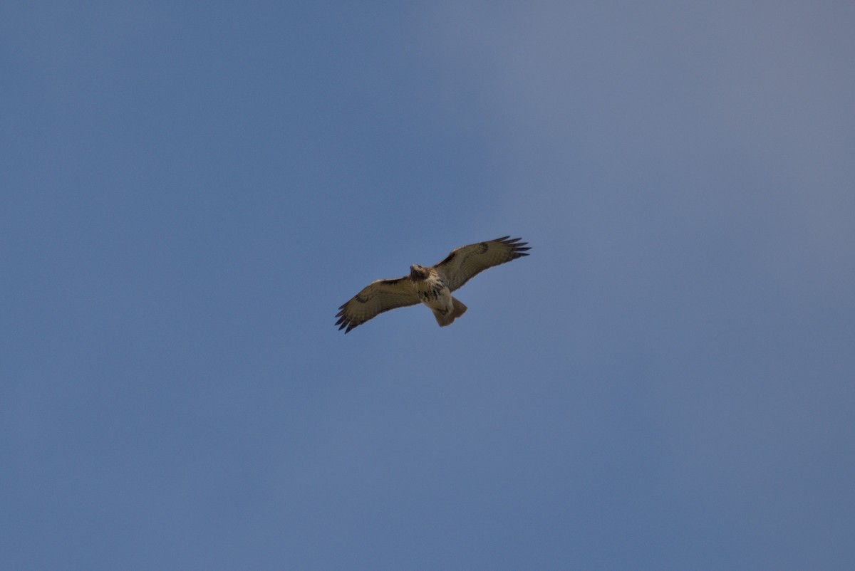 Red-tailed Hawk - ML645972019