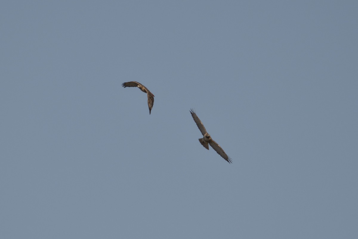 Red-tailed Hawk - ML645972020