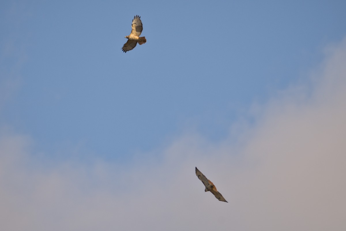 Red-tailed Hawk - ML645972021