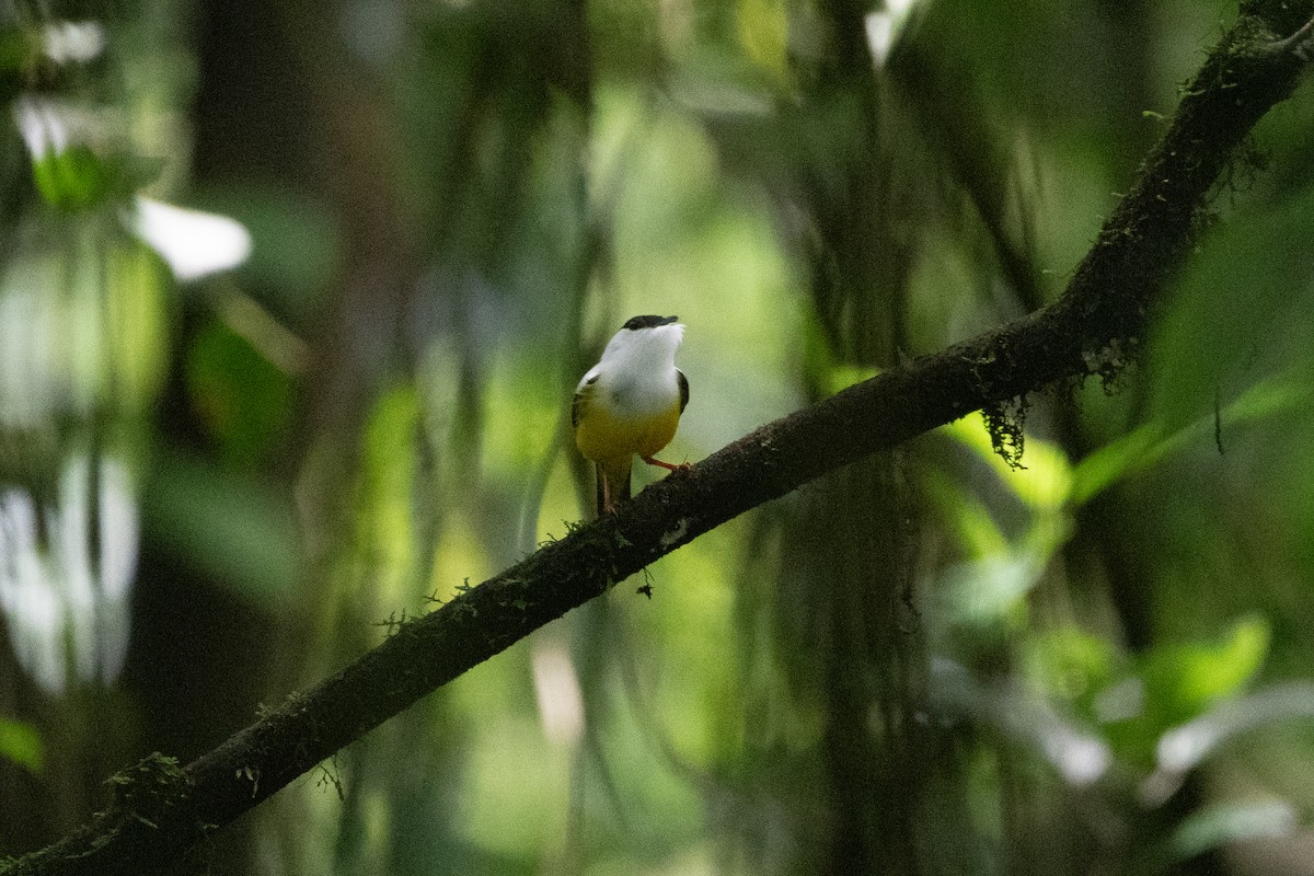 White-collared Manakin - ML645972023