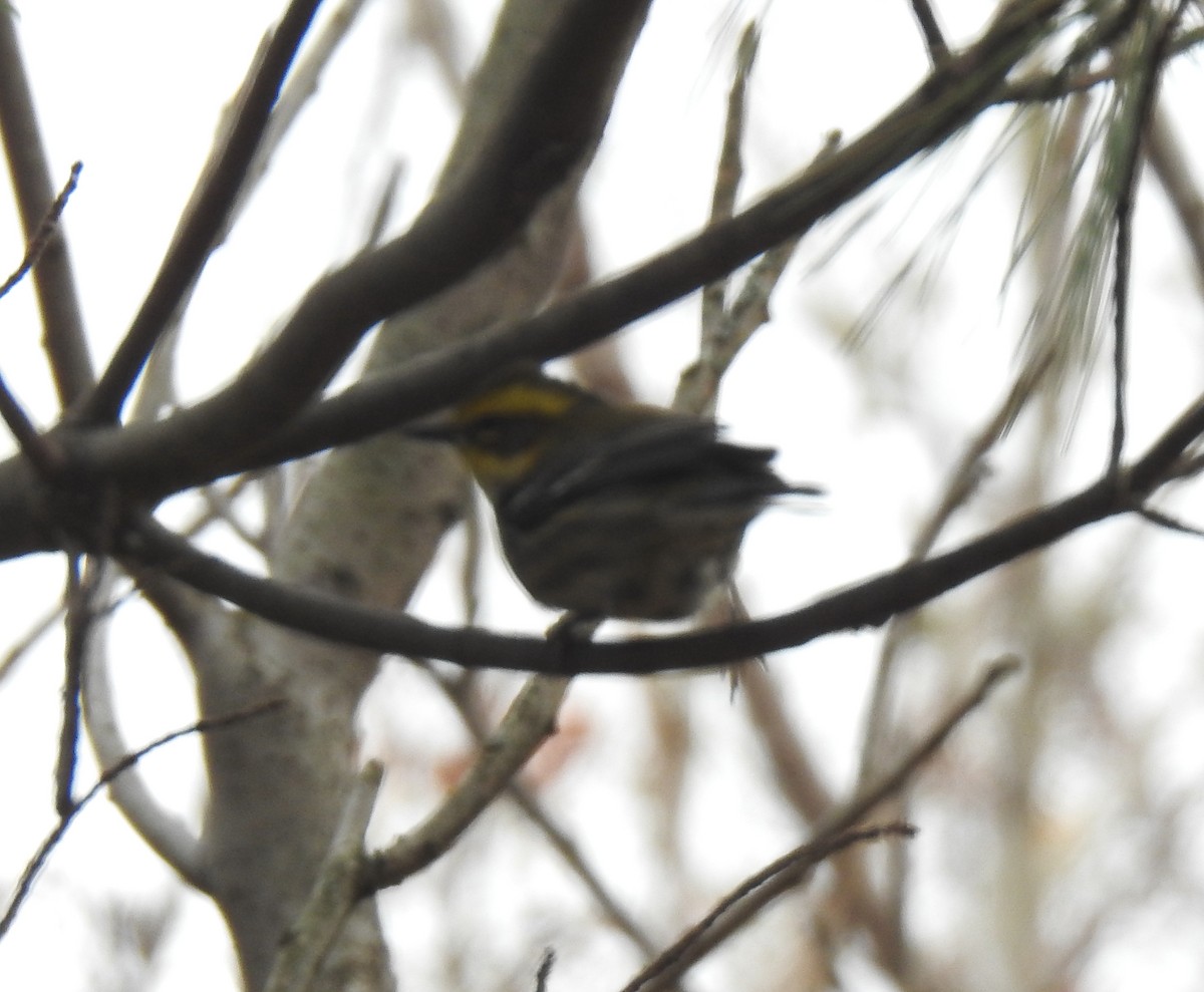 Townsend's Warbler - ML645972032